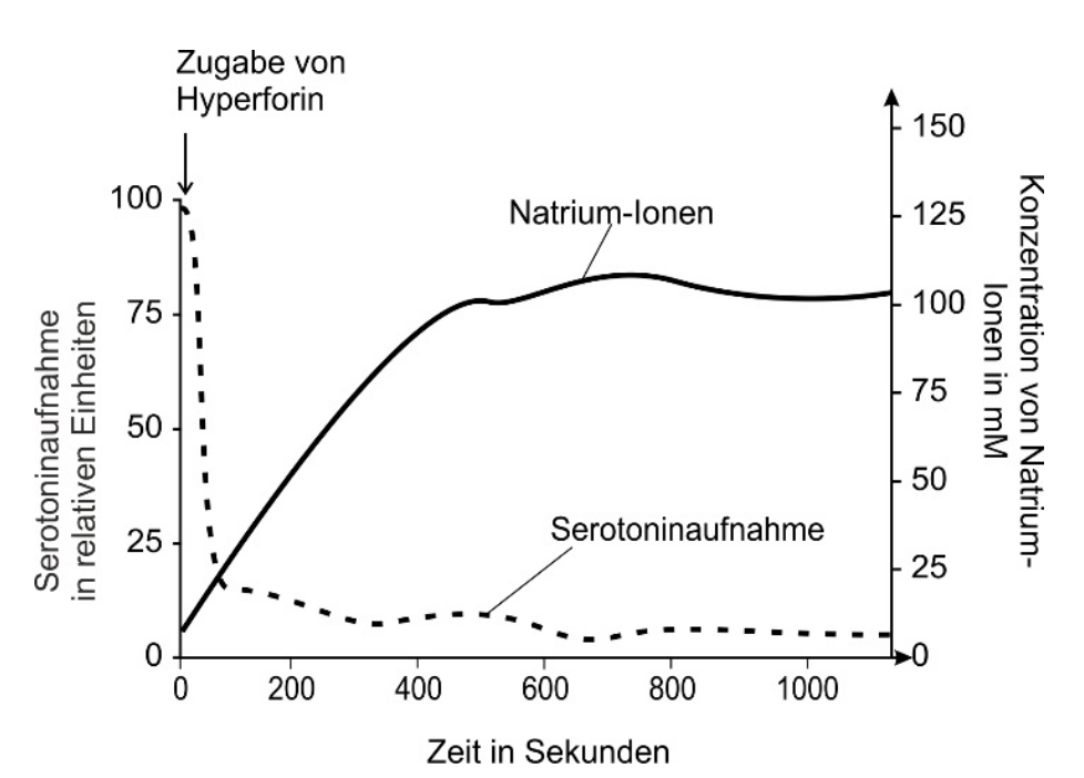 Diagramm: Zeitverlauf von Natrium-Ionen (durchgezogene Linie) und Serotoninaufnahme (gestrichelt) nach Hyperforin-Zugabe